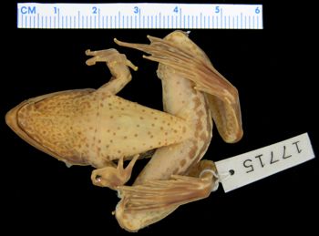 Media type: image; Herpetology A-17715